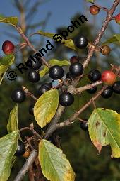 Faulbaum, Frangula alnus, Rhamnaceae, Frangula alnus, Rhamnus frangula, Faulbaum, Pulverholz, fruchtend Kauf von 00599_frangula_alnus_dsc_6653.jpg