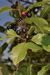 Faulbaum, Frangula alnus, Rhamnaceae, Frangula alnus, Rhamnus frangula, Faulbaum, Pulverholz, fruchtend Kauf von 00599_frangula_alnus_dsc_6659.jpg