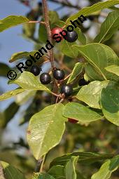 Faulbaum, Frangula alnus, Rhamnaceae, Frangula alnus, Rhamnus frangula, Faulbaum, Pulverholz, fruchtend Kauf von 00599_frangula_alnus_dsc_6660.jpg