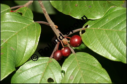Faulbaum, Frangula alnus, Rhamnaceae, Frangula alnus, Rhamnus frangula, Faulbaum, Pulverholz, fruchtend Kauf von 00599frangula_alnusimg_4407.jpg