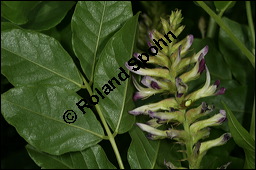 Echtes Sholz, Glycyrrhiza glabra, Fabaceae, Glycyrrhiza glabra, Echtes Sholz, Spanisches Sholz, Blhend Kauf von 00624glycyrrhiza_glabraimg_2726.jpg