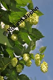 Gewhnlicher Hopfen, Humulus lupulus, Cannabaceae, Humulus lupulus, Gewhnlicher Hopfen, fruchtend, Wildform im Rhonetal Kauf von 00648_humulus_lupulus_dsc_6812.jpg