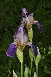 Holunder-Schwertlilie, Iris x sambucina, Iris sambucina, Iris x sambucina, Iris sambucina, Holunder-Schwertlilie, Iridaceae, Blhend Kauf von 00657_iris_sambucina_dsc_1347.jpg