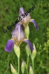 Holunder-Schwertlilie, Iris x sambucina, Iris sambucina, Iris x sambucina, Iris sambucina, Holunder-Schwertlilie, Iridaceae, Blhend Kauf von 00657_iris_sambucina_dsc_1348.jpg