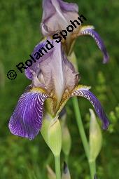 Holunder-Schwertlilie, Iris x sambucina, Iris sambucina, Iris x sambucina, Iris sambucina, Holunder-Schwertlilie, Iridaceae, Blhend Kauf von 00657_iris_sambucina_dsc_1349.jpg