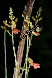 Echter Indigostrauch, Indigo, Indigofera tinctoria, Fabaceae, Indigofera tinctoria, Echter Indigostrauch, Blhend Kauf von 00664indigofera_tinctoriaimg_2699.jpg