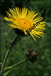Echter Alant, Inula helenium, Asteraceae, Inula helenium, Echter Alant, Blühend Kauf von 00665inula_heleniumimg_3105.jpg
