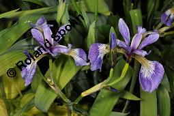 Verschiedenfarbige Schwertlilie, Iris versicolor, Iridaceae, Iris versicolor, Verschiedenfarbige Schwertlilie, Iris, Habitus blhend Kauf von 00671_iris_versicolor_dsc_0824.jpg