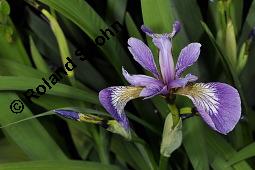 Verschiedenfarbige Schwertlilie, Iris versicolor, Iridaceae, Iris versicolor, Verschiedenfarbige Schwertlilie, Iris, Habitus blhend Kauf von 00671_iris_versicolor_dsc_0825.jpg