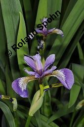 Verschiedenfarbige Schwertlilie, Iris versicolor, Iridaceae, Iris versicolor, Verschiedenfarbige Schwertlilie, Iris, Habitus blhend Kauf von 00671_iris_versicolor_dsc_0826.jpg