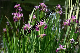 Verschiedenfarbige Schwertlilie, Iris versicolor, Iridaceae, Iris versicolor, Verschiedenfarbige Schwertlilie, Iris, Habitus blhend Kauf von 00671iris_versicolorimg_1997.jpg