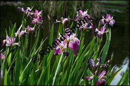 Verschiedenfarbige Schwertlilie, Iris versicolor, Iridaceae, Iris versicolor, Verschiedenfarbige Schwertlilie, Iris, Habitus blhend Kauf von 00671iris_versicolorimg_1998.jpg
