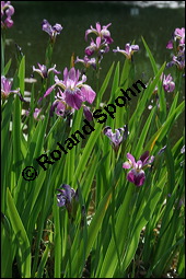 Verschiedenfarbige Schwertlilie, Iris versicolor, Iridaceae, Iris versicolor, Verschiedenfarbige Schwertlilie, Iris, Habitus blhend Kauf von 00671iris_versicolorimg_2048.jpg