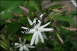 Engelsflgel-Jasmin, Jasminum nitidum, Myrtaceae, Jasminum nitidum, Engelsflgel-Jasmin, Blhend Kauf von 00672jasminum_nitidumimg_2517.jpg