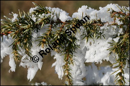 Gewhnlicher Wacholder, Juniperus communis, Cupressaceae, Juniperus communis, Gewhnlicher Wacholder, Heide-Wacholder, Habitus Kauf von 00675juniperus_communisimg_5112.jpg