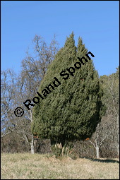 Gewhnlicher Wacholder, Juniperus communis, Cupressaceae, Juniperus communis, Gewhnlicher Wacholder, Heide-Wacholder, Habitus Kauf von 00675juniperus_communisimg_5202.jpg