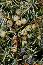 Gewhnlicher Wacholder, Juniperus communis, Cupressaceae, Juniperus communis, Gewhnlicher Wacholder, Heide-Wacholder, Habitus Kauf von 00675juniperus_communisimg_5203.jpg