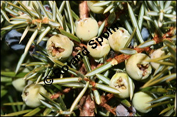 Gewhnlicher Wacholder, Juniperus communis, Cupressaceae, Juniperus communis, Gewhnlicher Wacholder, Heide-Wacholder, Habitus Kauf von 00675juniperus_communisimg_5204.jpg