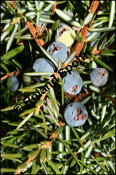 Gewhnlicher Wacholder, Juniperus communis, Cupressaceae, Juniperus communis, Gewhnlicher Wacholder, Heide-Wacholder, Habitus Kauf von 00675juniperus_communisimg_5205.jpg