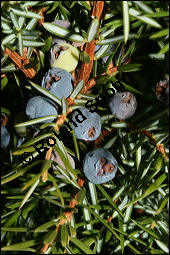 Gewhnlicher Wacholder, Juniperus communis, Cupressaceae, Juniperus communis, Gewhnlicher Wacholder, Heide-Wacholder, Habitus Kauf von 00675juniperus_communisimg_5206.jpg