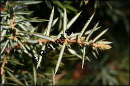 Gewhnlicher Wacholder, Juniperus communis, Cupressaceae, Juniperus communis, Gewhnlicher Wacholder, Heide-Wacholder, Habitus Kauf von 00675juniperus_communisimg_5208.jpg