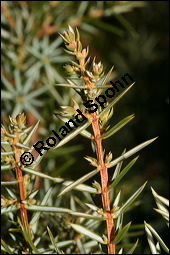 Gewhnlicher Wacholder, Juniperus communis, Cupressaceae, Juniperus communis, Gewhnlicher Wacholder, Heide-Wacholder, Habitus Kauf von 00675juniperus_communisimg_5209.jpg