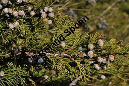 Stink-Wacholder, Sadebaum, Sefistrauch, Juniperus sabina, Cupressaceae, Juniperus sabina, Stink-Wacholder, Sadebaum, Sefistrauch, Habitat Kauf von 00676_juniperus_sabina_dsc_1256.jpg