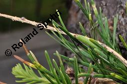 Europische Lrche, Larix decidua, Pinaceae, Larix decidua, Larix europaea, Europische Lrche, Habitus, Herbstfrbung Kauf von 00688_larix_decidua_dsc_2515.jpg