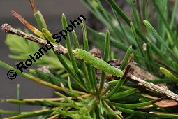 Europische Lrche, Larix decidua, Pinaceae, Larix decidua, Larix europaea, Europische Lrche, Habitus, Herbstfrbung Kauf von 00688_larix_decidua_dsc_2516.jpg