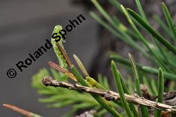 Europische Lrche, Larix decidua, Pinaceae, Larix decidua, Larix europaea, Europische Lrche, Habitus, Herbstfrbung Kauf von 00688_larix_decidua_dsc_2517.jpg