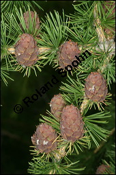 Europische Lrche, Larix decidua, Pinaceae, Larix decidua, Larix europaea, Europische Lrche, Habitus, Herbstfrbung Kauf von 00688larix_deciduaimg_3327.jpg