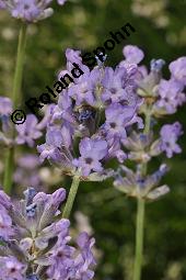 Echter Lavendel, Lavandula angustifolia, Lavandula officinalis, Lamiaceae, Lavandula angustifolia, Echter Lavendel, Blhend Kauf von 00693_lavandula_angustifolia_dsc_2178.jpg