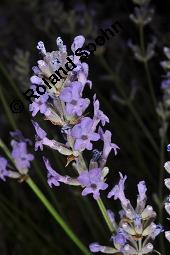 Echter Lavendel, Lavandula angustifolia, Lavandula officinalis, Lamiaceae, Lavandula angustifolia, Echter Lavendel, Blhend Kauf von 00693_lavandula_angustifolia_dsc_2377.jpg