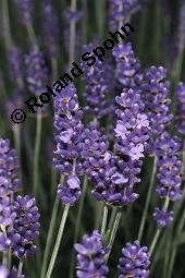 Echter Lavendel, Lavandula angustifolia, Lavandula officinalis, Lamiaceae, Lavandula angustifolia, Echter Lavendel, Blhend Kauf von 00693_lavandula_angustifolia_dsc_4781.jpg