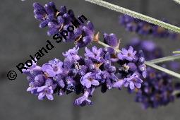 Echter Lavendel, Lavandula angustifolia, Lavandula officinalis, Lamiaceae, Lavandula angustifolia, Echter Lavendel, Blhend Kauf von 00693_lavandula_angustifolia_dsc_4783.jpg