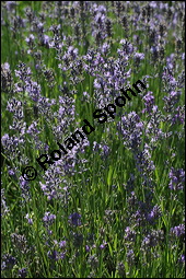 Echter Lavendel, Lavandula angustifolia, Lavandula officinalis, Lamiaceae, Lavandula angustifolia, Echter Lavendel, Blhend Kauf von 00693lavandula_angustifoliaimg_8538.jpg