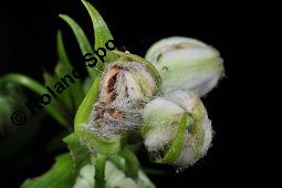 Trkenbund-Lilie, Lilium martagon, Liliaceae, Lilium martagon, Trkenbund-Lilie, Blatt Kauf von 00705_lilium_martagon_dsc_1330.jpg
