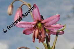 Trkenbund-Lilie, Lilium martagon, Liliaceae, Lilium martagon, Trkenbund-Lilie, Blatt Kauf von 00705_lilium_martagon_dsc_4648.jpg