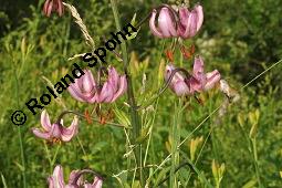Trkenbund-Lilie, Lilium martagon, Liliaceae, Lilium martagon, Trkenbund-Lilie, Blatt Kauf von 00705_lilium_martagon_dsc_4668.jpg