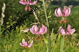 Trkenbund-Lilie, Lilium martagon, Liliaceae, Lilium martagon, Trkenbund-Lilie, Blatt Kauf von 00705_lilium_martagon_dsc_4669.jpg