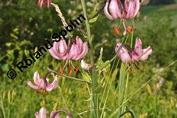 Trkenbund-Lilie, Lilium martagon, Liliaceae, Lilium martagon, Trkenbund-Lilie, Blatt Kauf von 00705_lilium_martagon_dsc_4670.jpg