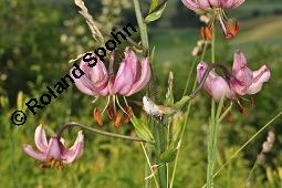 Trkenbund-Lilie, Lilium martagon, Liliaceae, Lilium martagon, Trkenbund-Lilie, Blatt Kauf von 00705_lilium_martagon_dsc_4671.jpg