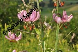 Trkenbund-Lilie, Lilium martagon, Liliaceae, Lilium martagon, Trkenbund-Lilie, Blatt Kauf von 00705_lilium_martagon_dsc_4672.jpg