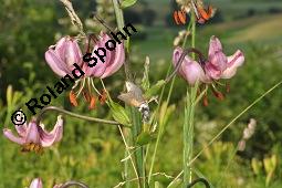 Trkenbund-Lilie, Lilium martagon, Liliaceae, Lilium martagon, Trkenbund-Lilie, Blatt Kauf von 00705_lilium_martagon_dsc_4673.jpg