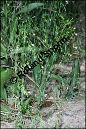 Purgier-Lein, Linum catharticum, Linaceae, Linum catharticum, Purgier-Lein, Blhend Kauf von 00709linum_catharticumimg_2425.jpg