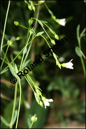 Purgier-Lein, Linum catharticum, Linaceae, Linum catharticum, Purgier-Lein, Blhend Kauf von 00709linum_catharticumimg_2426.jpg