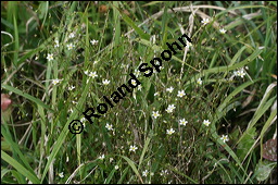 Purgier-Lein, Linum catharticum, Linaceae, Linum catharticum, Purgier-Lein, Blhend Kauf von 00709linum_catharticumimg_4381.jpg
