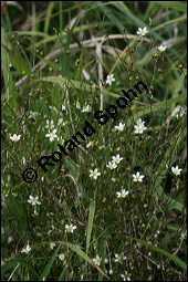 Purgier-Lein, Linum catharticum, Linaceae, Linum catharticum, Purgier-Lein, Blhend Kauf von 00709linum_catharticumimg_4382.jpg