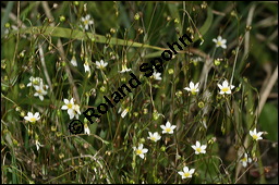 Purgier-Lein, Linum catharticum, Linaceae, Linum catharticum, Purgier-Lein, Blühend Kauf von 00709linum_catharticumimg_4383.jpg