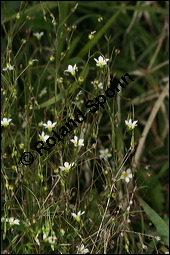 Purgier-Lein, Linum catharticum, Linaceae, Linum catharticum, Purgier-Lein, Blhend Kauf von 00709linum_catharticumimg_4384.jpg